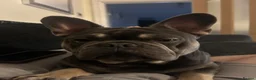French Bulldog dogs for sale: Hugo & Stanley Frenchie Brothers - Advert 2