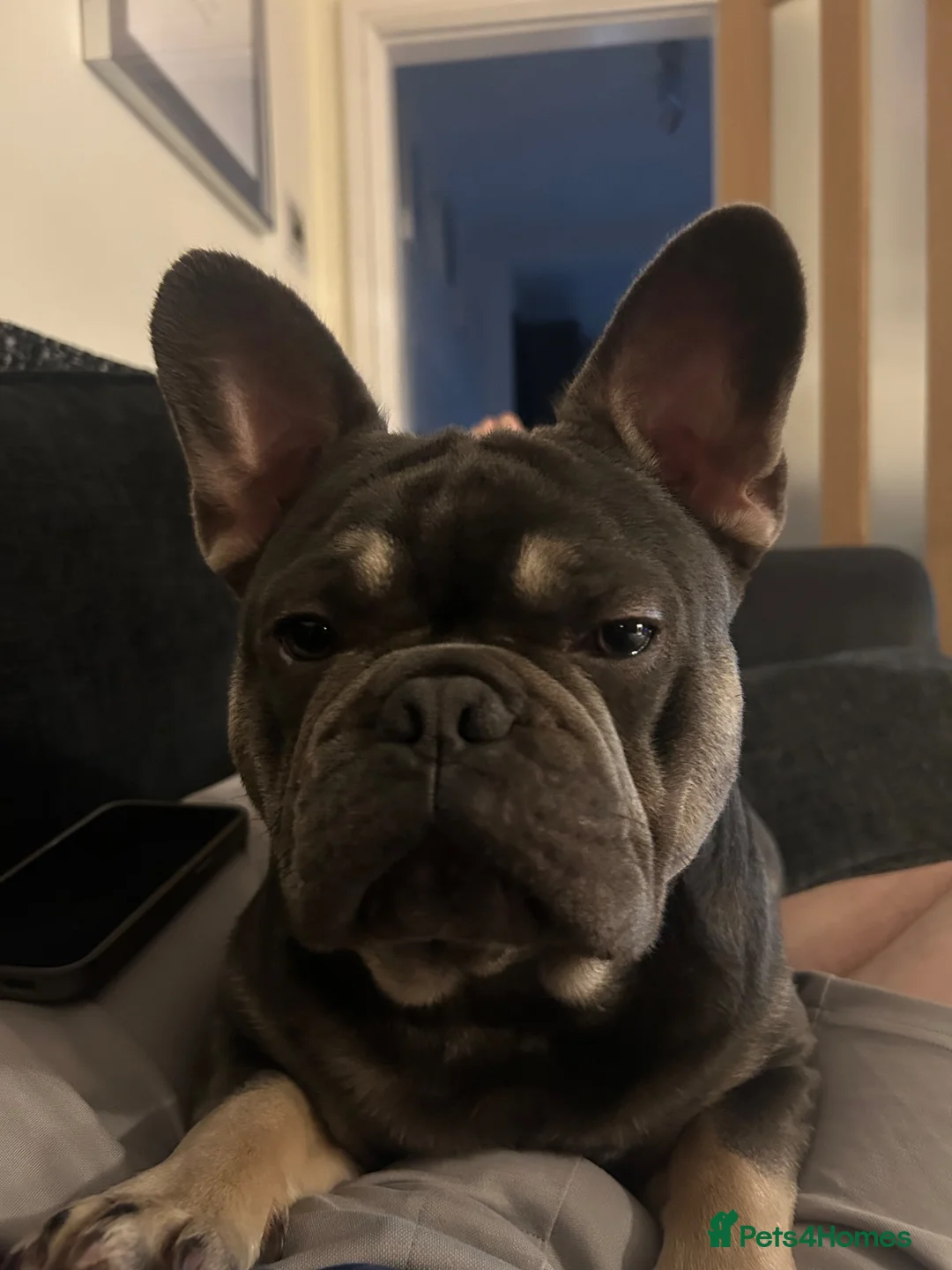 French Bulldog dogs for sale: Hugo & Stanley Frenchie Brothers - Advert 2