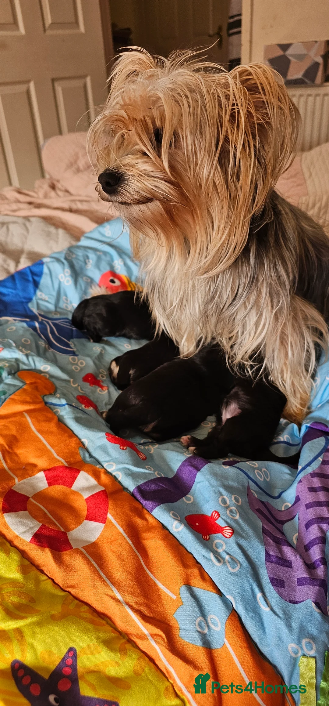 Morkie dogs for sale: Morkie puppies (2 girls and 1 boy) - Advert 10