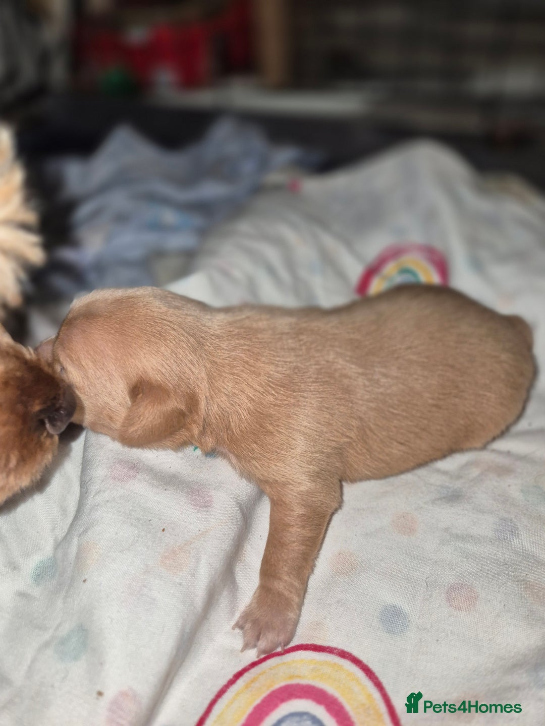 Chipoo dogs for sale: Beautiful chipoo puppys  - Advert 14