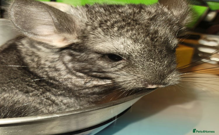 Chinchilla rodents - Advert 5