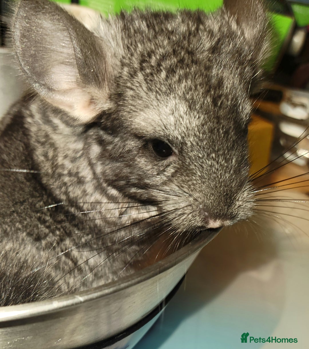 Chinchilla rodents for sale:  female baby chinchilla - Image 5