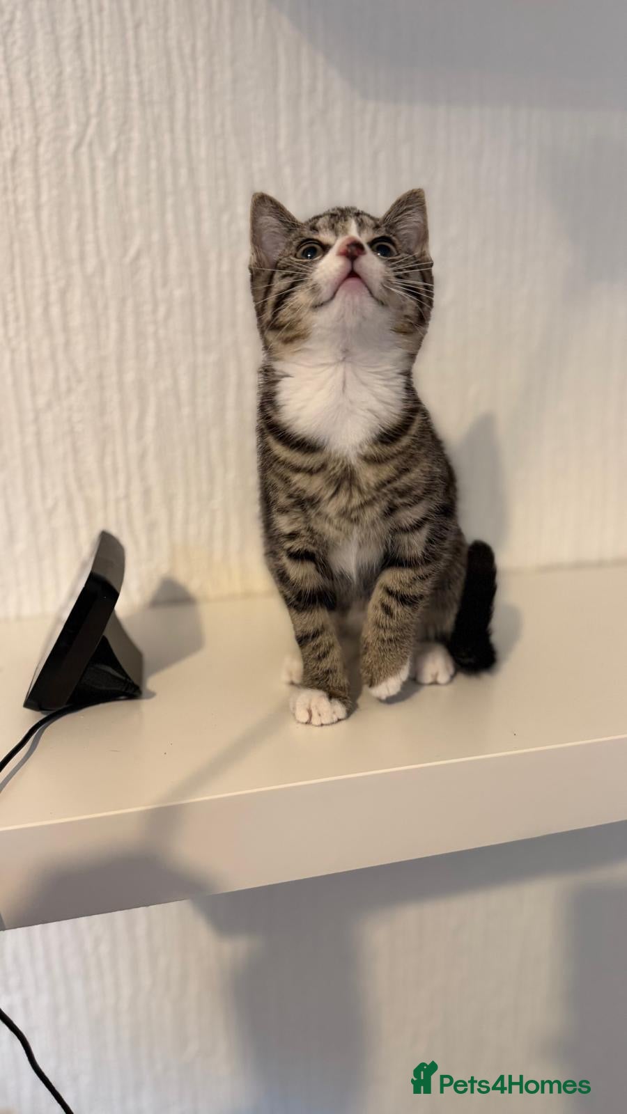 Scottish Fold cats Scottish fold x - Advert 9