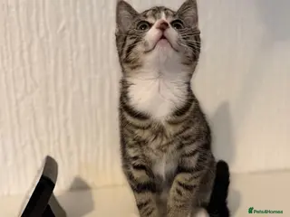 Scottish Fold cats Scottish fold x - Advert 9