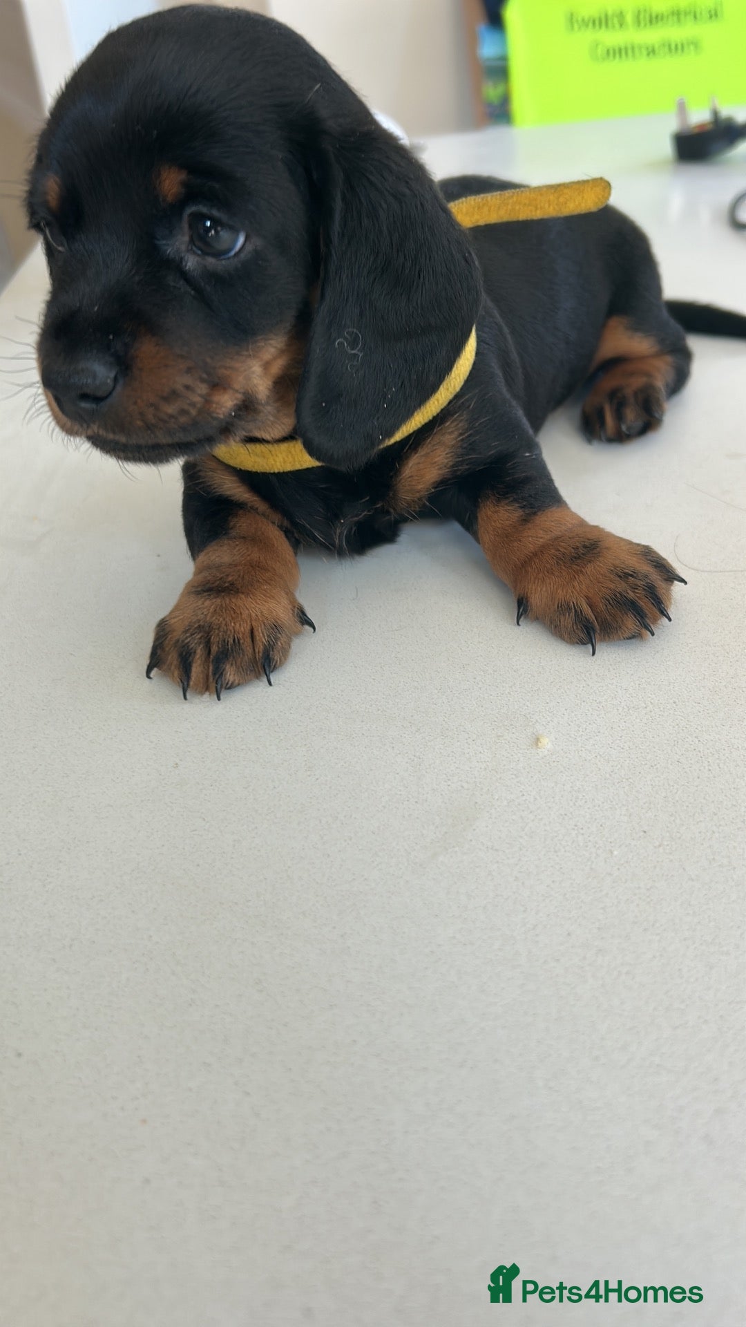 Miniature Dachshund dogs KC Miniature Black Tan Dachshund  - Advert 16