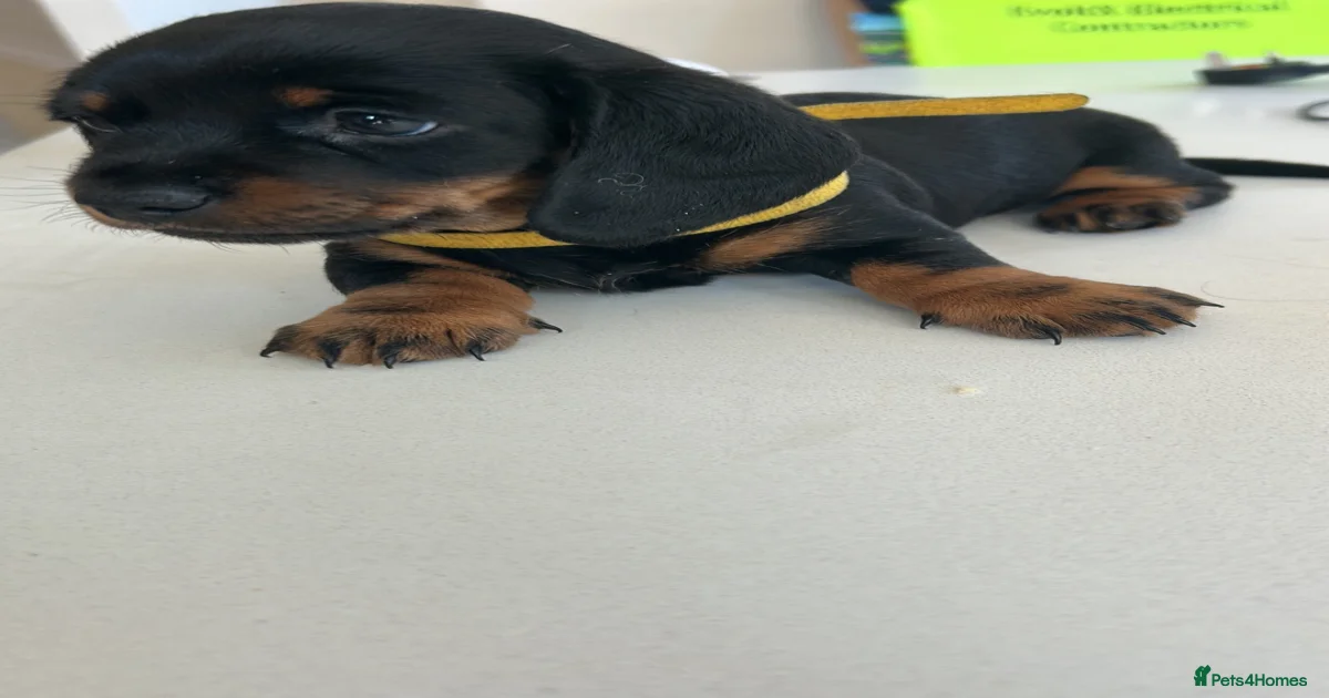 Black Miniature Dachshund Puppies for sale | Pets4Homes