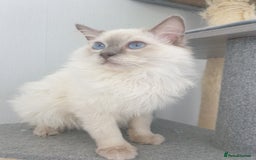 Ragdoll cats for stud: STUD! GCCF Active Registered BLUE POINT MALE STUD in Telford - Image 1