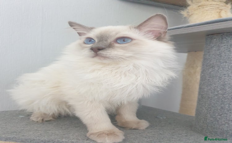 Ragdoll cats for stud in Telford - Advert 2