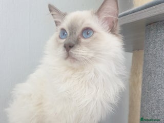 Ragdoll cats in Telford - Advert 5