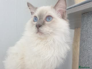 Ragdoll cats STUD! GCCF Active Registered BLUE POINT MALE STUD in Telford - Advert 2