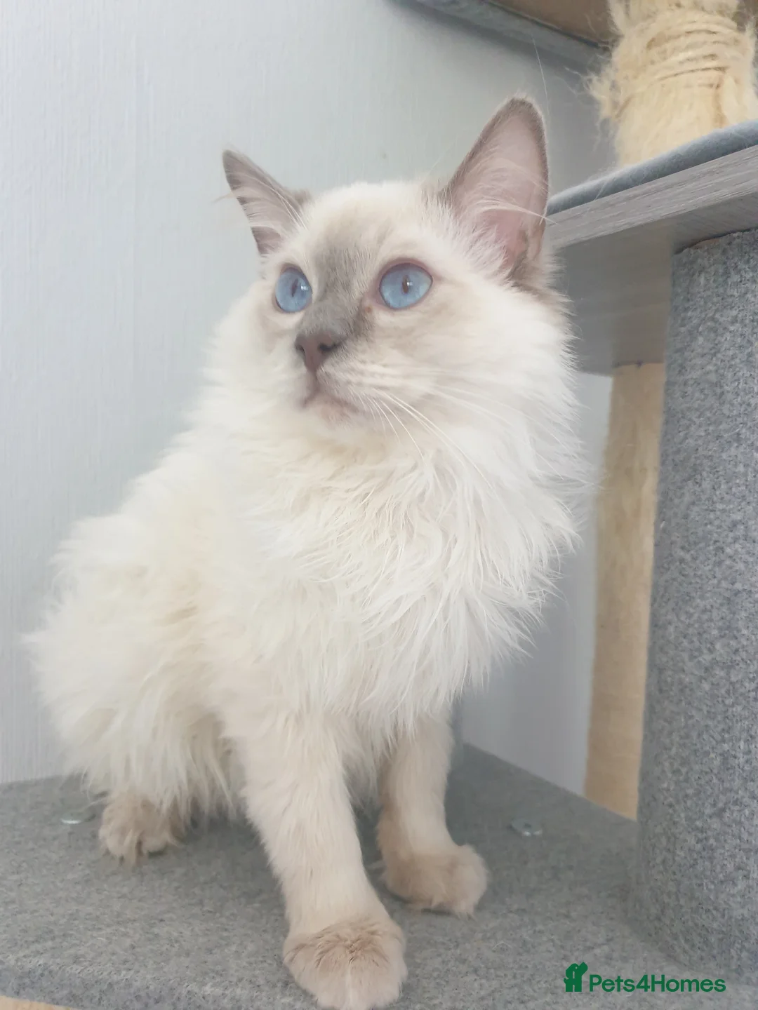 Ragdoll cats for stud: STUD! GCCF Active Registered BLUE POINT MALE STUD in Telford - Advert 1