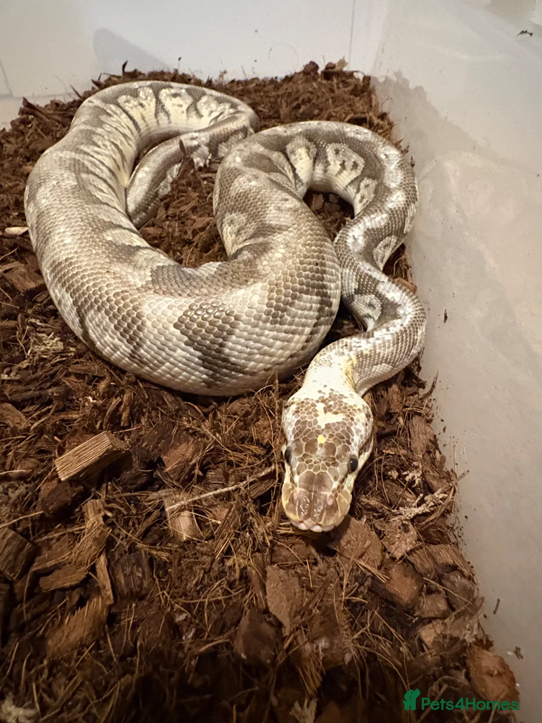 Python Snake reptiles for sale: Make royal python  - Advert 1