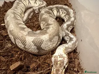 Python Snake reptiles Make royal python - Advert 3