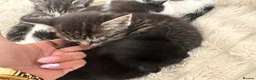 Bombay cats for sale: Beautiful Kittens Ready for Loving Homes - Advert 5