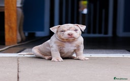 American Bully dogs for sale: REAL QUALITY BULLYS  - Image 4