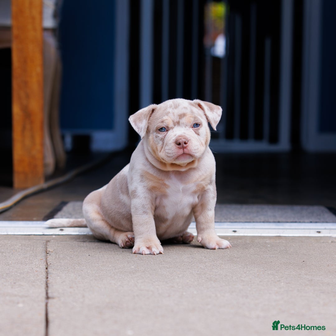 American Bully dogs for sale: REAL QUALITY BULLYS  - Image 4