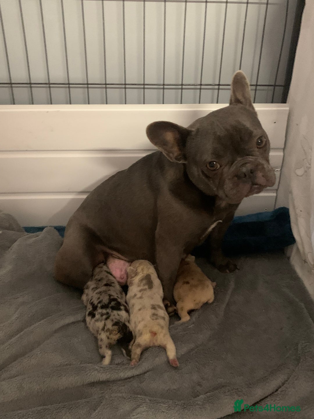 French Bulldog dogs for sale: Beautiful French bulldog puppies  - Advert 1