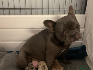 French Bulldog dogs Beautiful French bulldog puppies - Advert 9