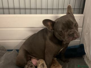 French Bulldog dogs Beautiful French bulldog puppies - Advert 14