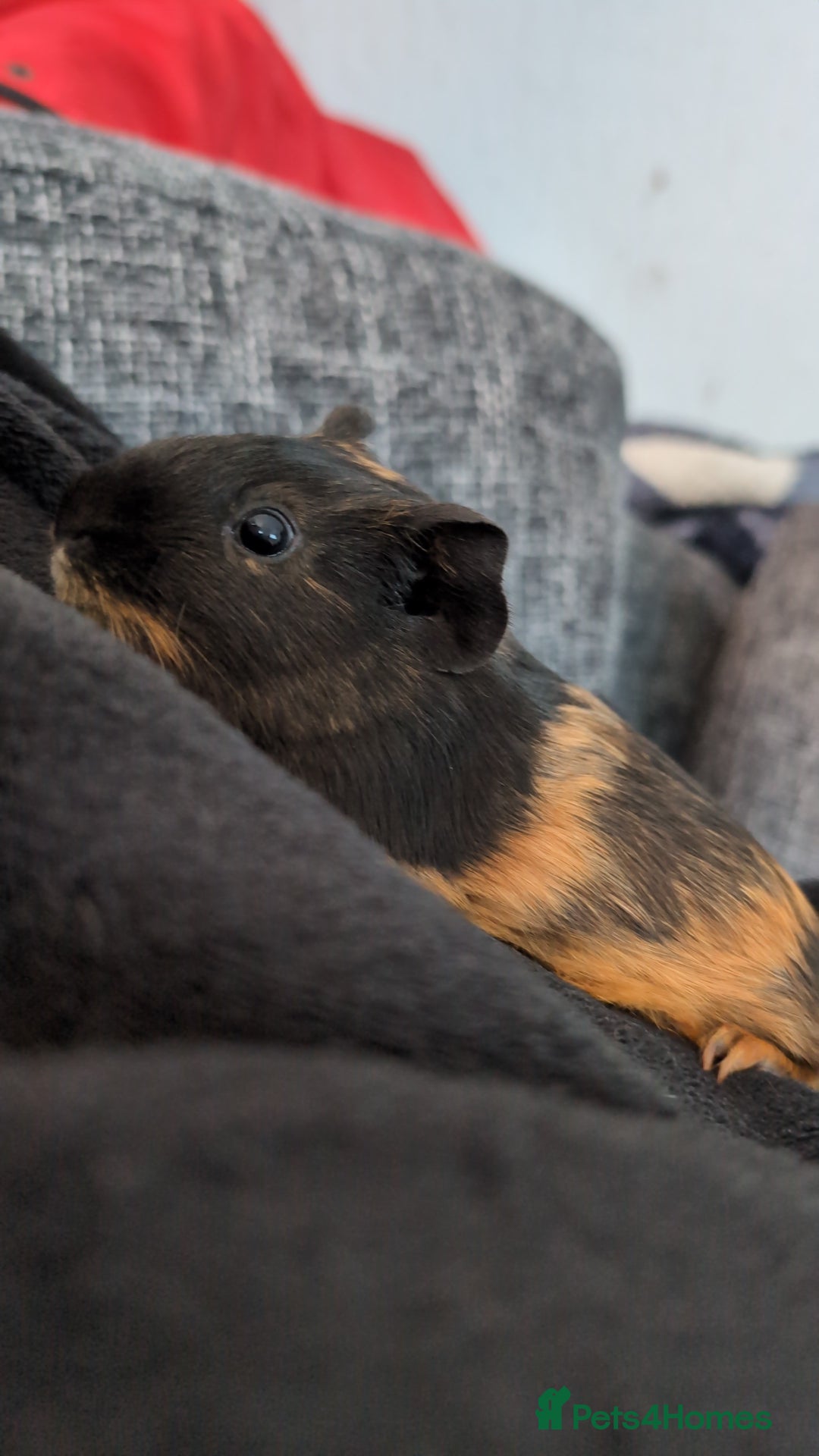 Guinea Pig rodents for sale: 2 Female Guinea Pigs  - Image 3