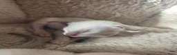 Siamese cats for sale: 2 Siamese  kittens available  for RESERVATION  - Advert 5