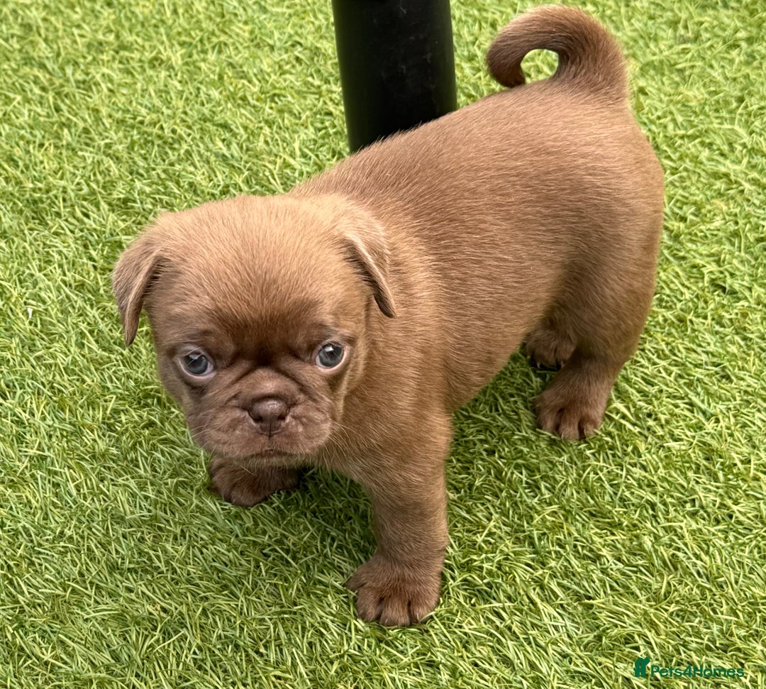 Pug dogs for sale: stunning KC Registered PUG puppies  - Image 12