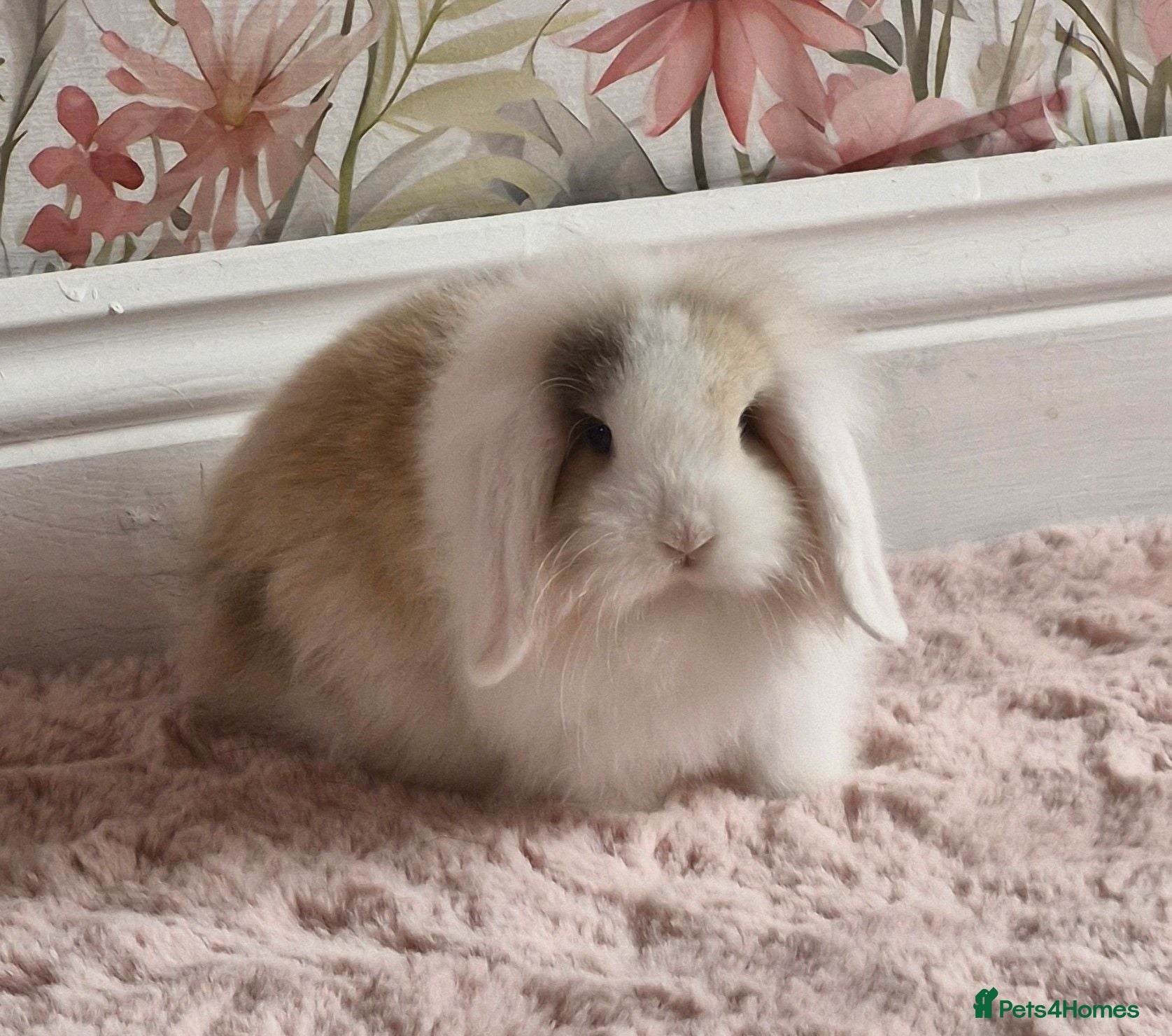 Mixed Breed rabbits Gorgeous baby bunny got  - Advert 1