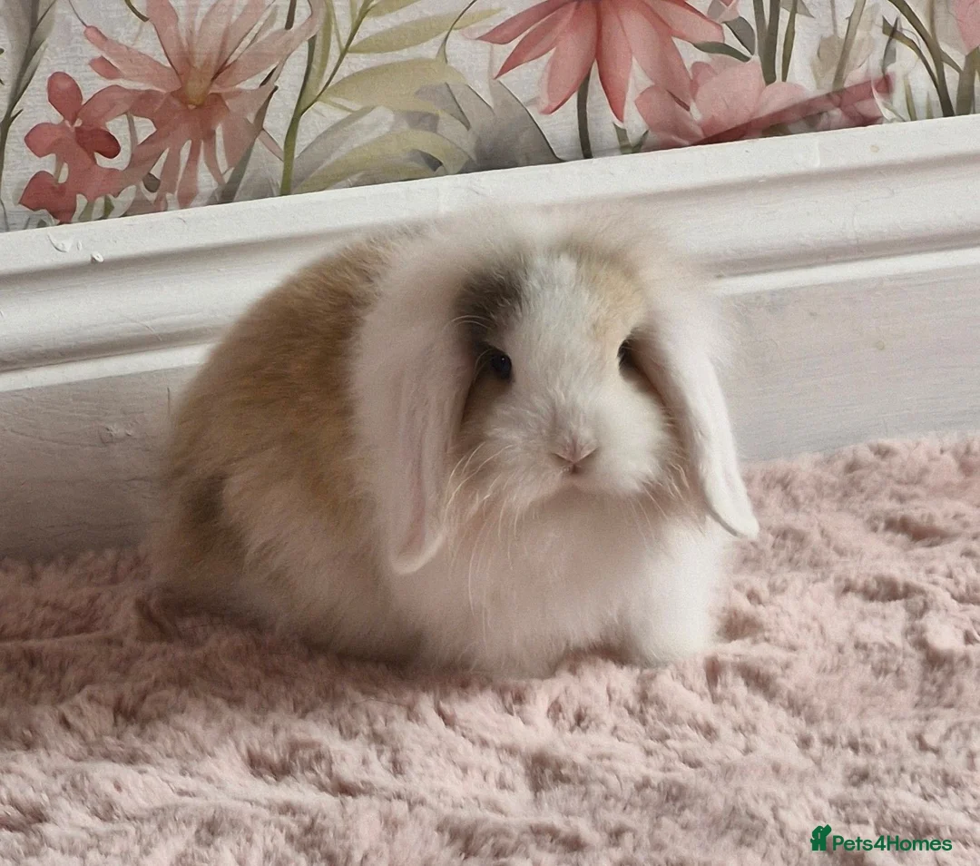 Mixed Breed rabbits for sale: Gorgeous baby bunny got  - Advert 1