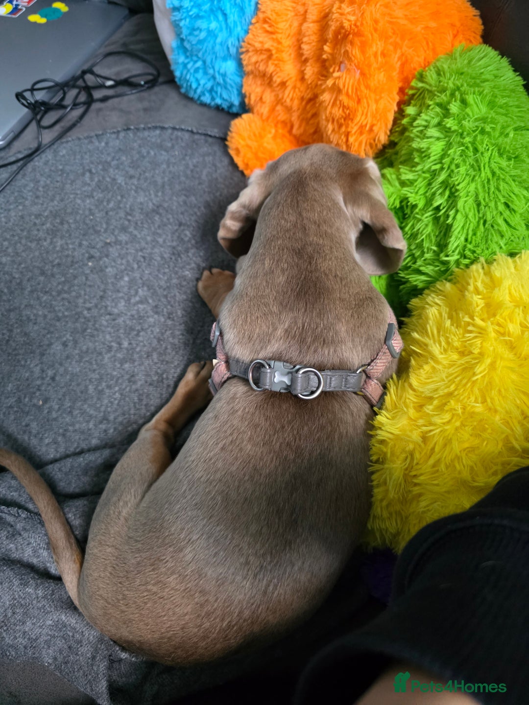Miniature Dachshund dogs for sale: 2 gorgeous miniature dachshunds for adoption  - Image 5