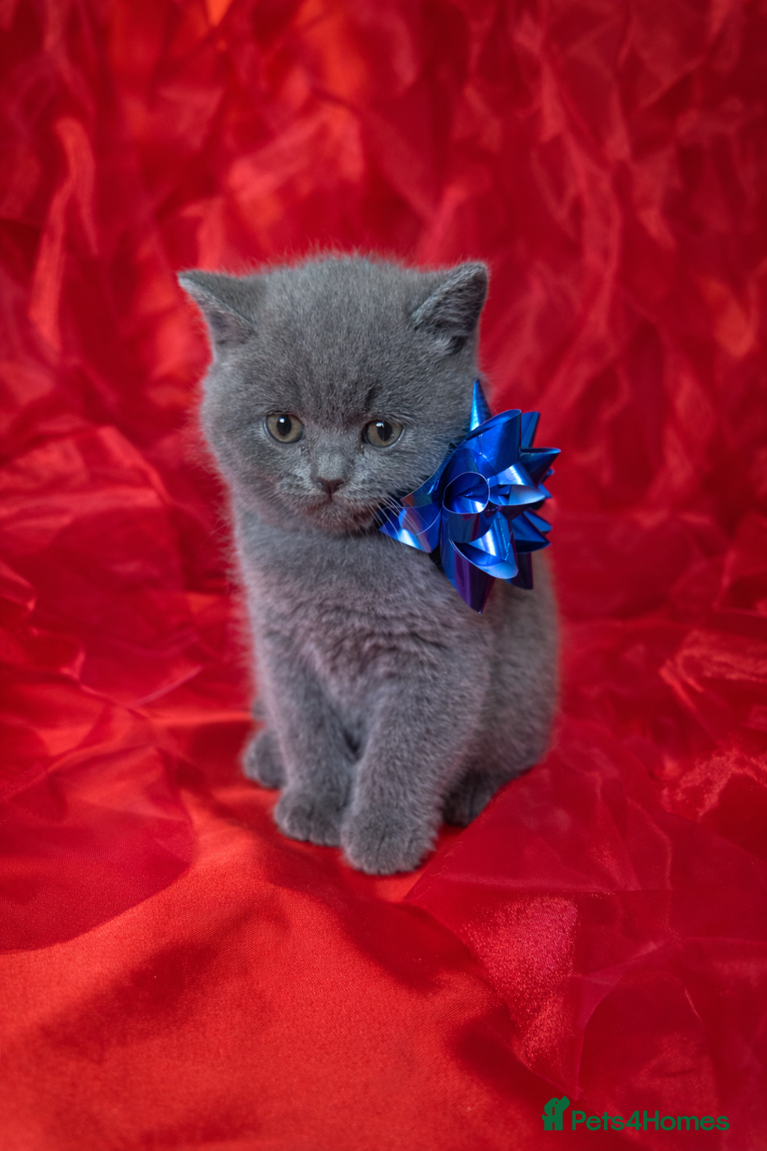 British Shorthair cats for sale: Beautiful British Shorthair Kittens for LovingHome - Advert 7