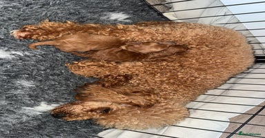 Toy Poodle dogs - Advert 14