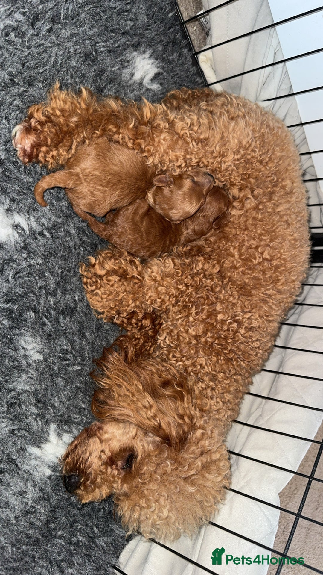 Toy Poodle dogs for sale: Toy poodles deep red. 2 - Image 2