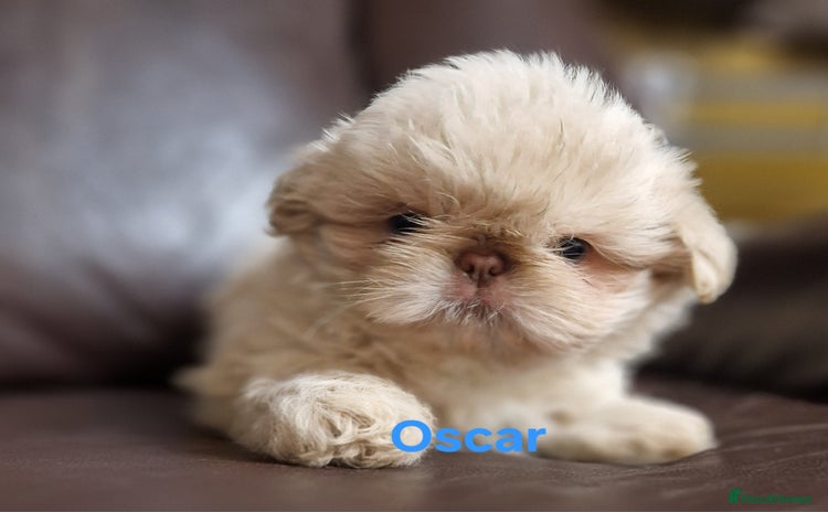 Shih Tzu dogs - Advert 3