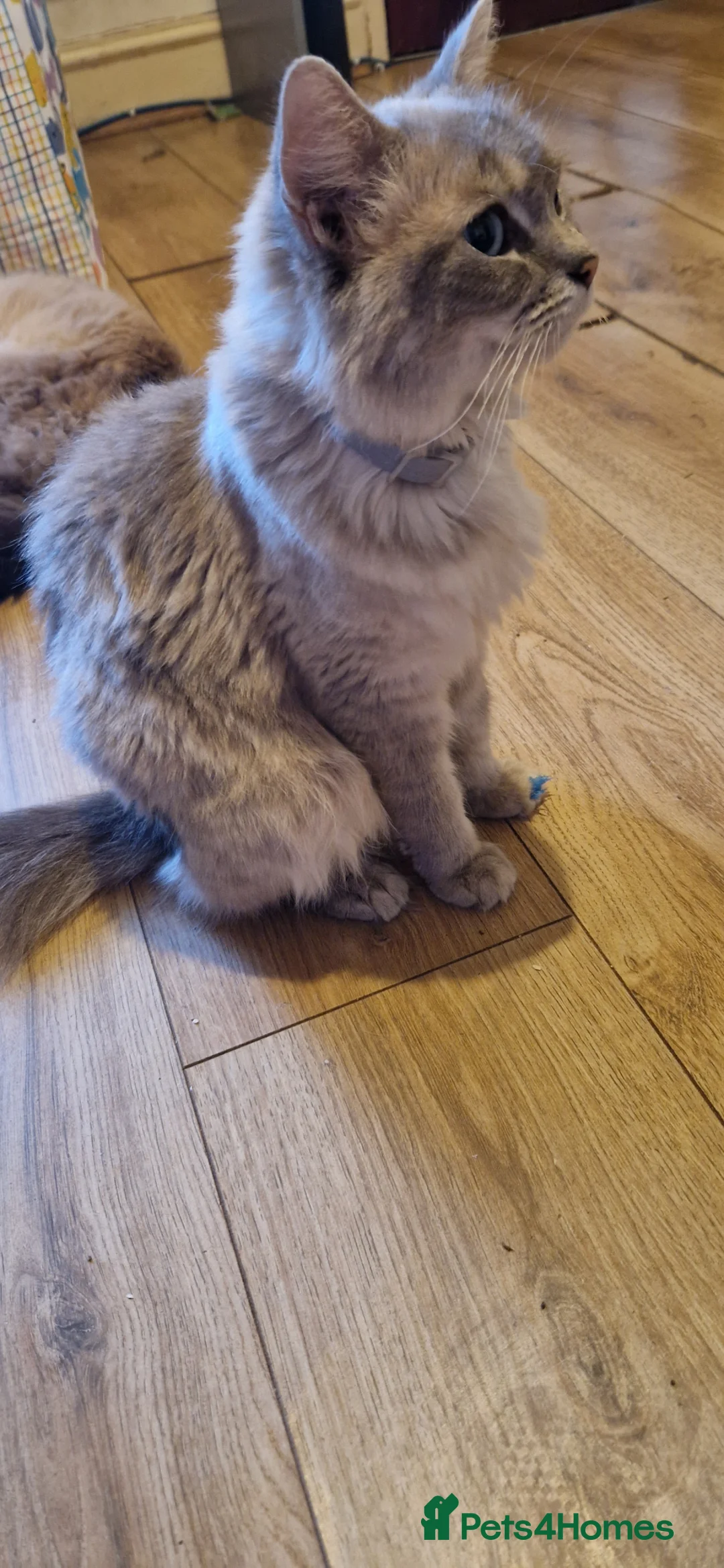 Ragdoll cats for sale: Ragdoll kittens - Advert 1