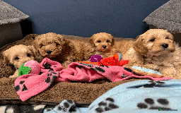 Cavapoochon dogs for sale: Cavapoochon puppies ready for new forever home💕 - Advert 10
