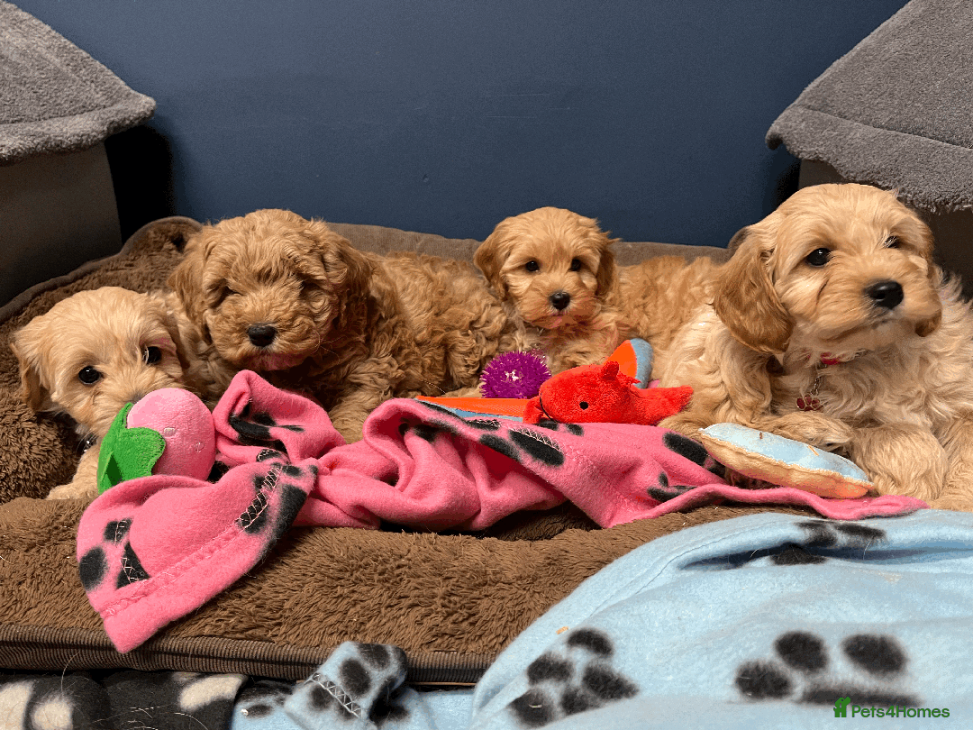 Cavapoochon dogs for sale: Cavapoochon puppies ready for new forever home💕 - Advert 10