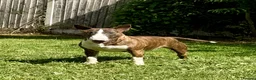 Bull Terrier dogs for sale: Champion bred healthy, chunky, friendly BT puppies - Advert 1
