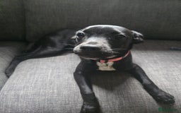 Mixed Breed dogs for sale: Girl puppy for sale - Image 1