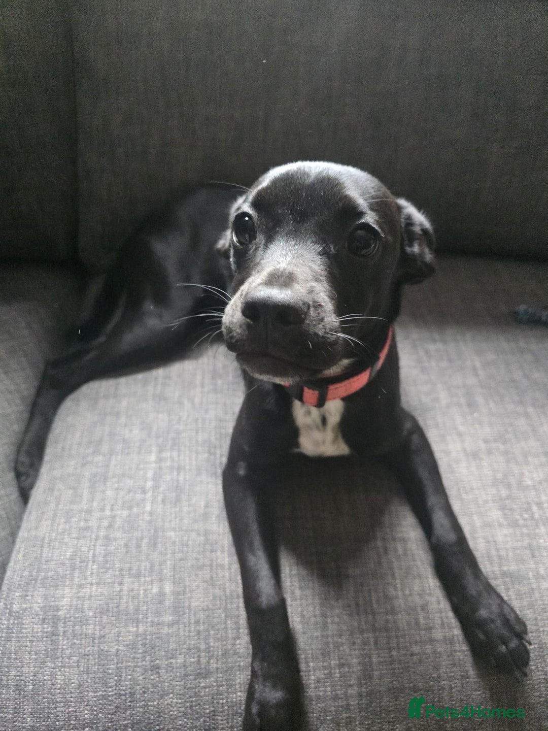 Mixed Breed dogs for sale: Girl puppy for sale - Image 1
