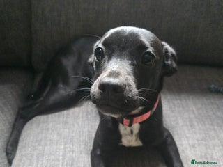 Mixed Breed dogs - Advert 5