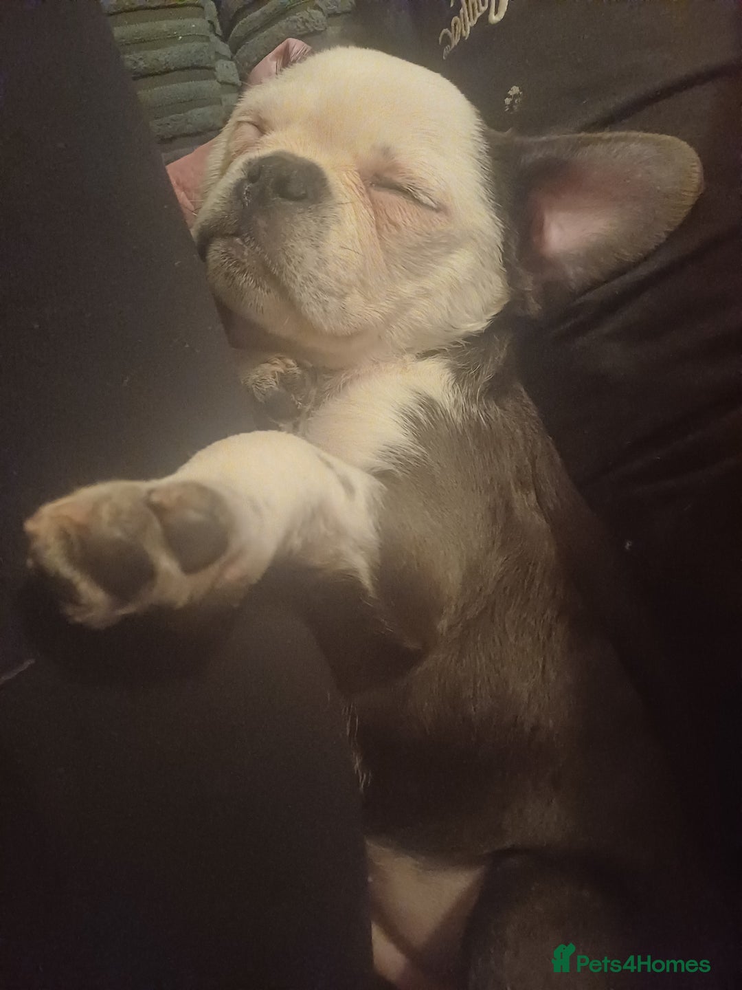 Frug dogs for sale: 12 week old boy frug - Image 5