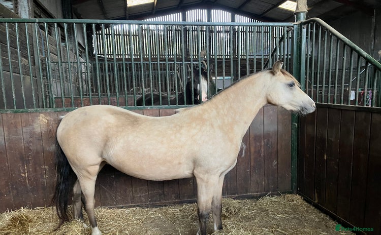 Welsh Section B horses - Advert 3