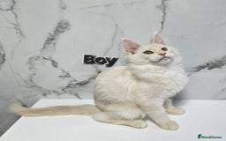 Maine Coon cats for sale: Reduced price- Last 2x Kittes - TICA MaineCoon - Image 7