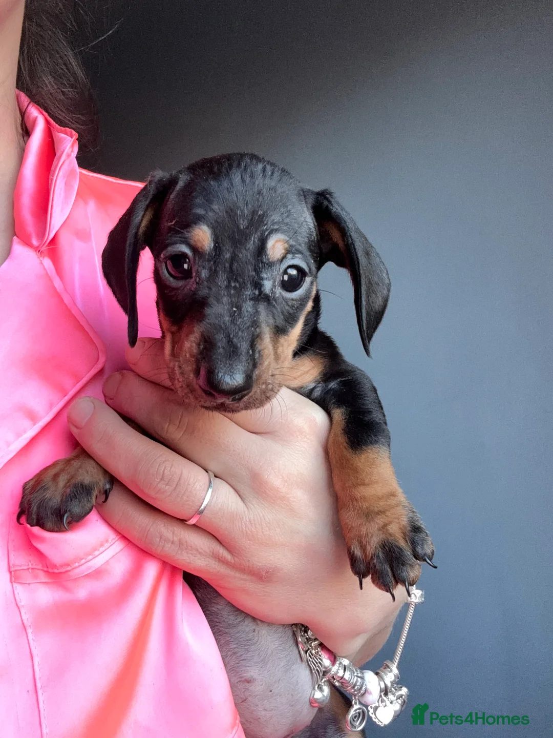 Dachshund dogs for sale: 🩷🩷🩷 DACHSHUNDS GIRLS 🩷🩷🩷 - Advert 2