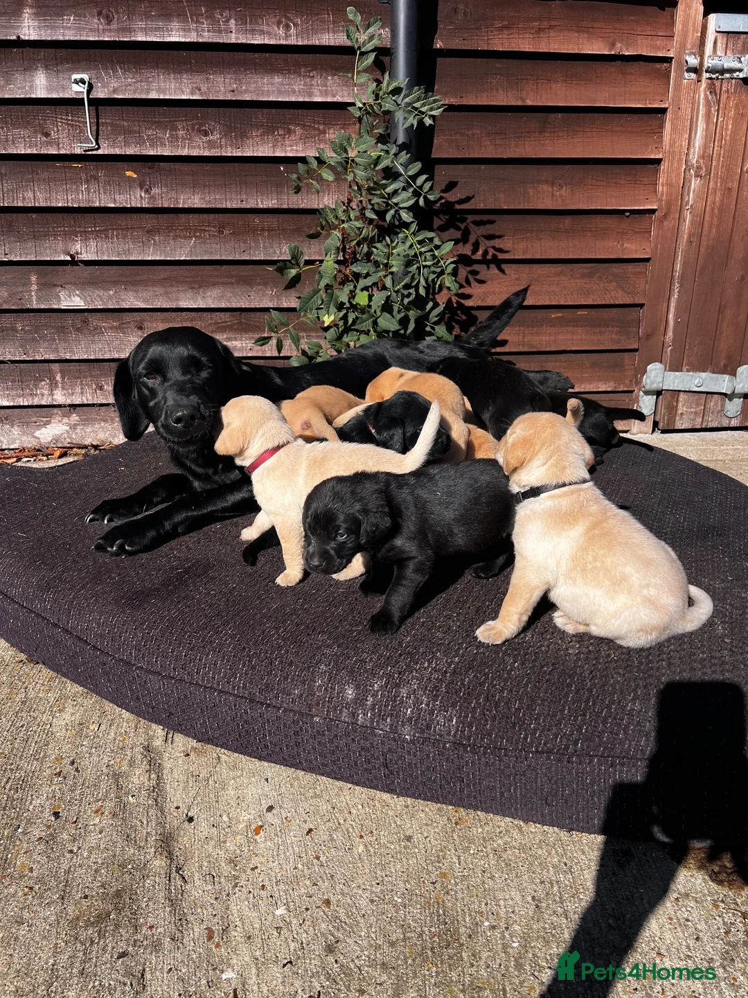 Labrador Retriever dogs for sale: Beautiful Black/yellow/Red Labrador Puppies - Advert 2