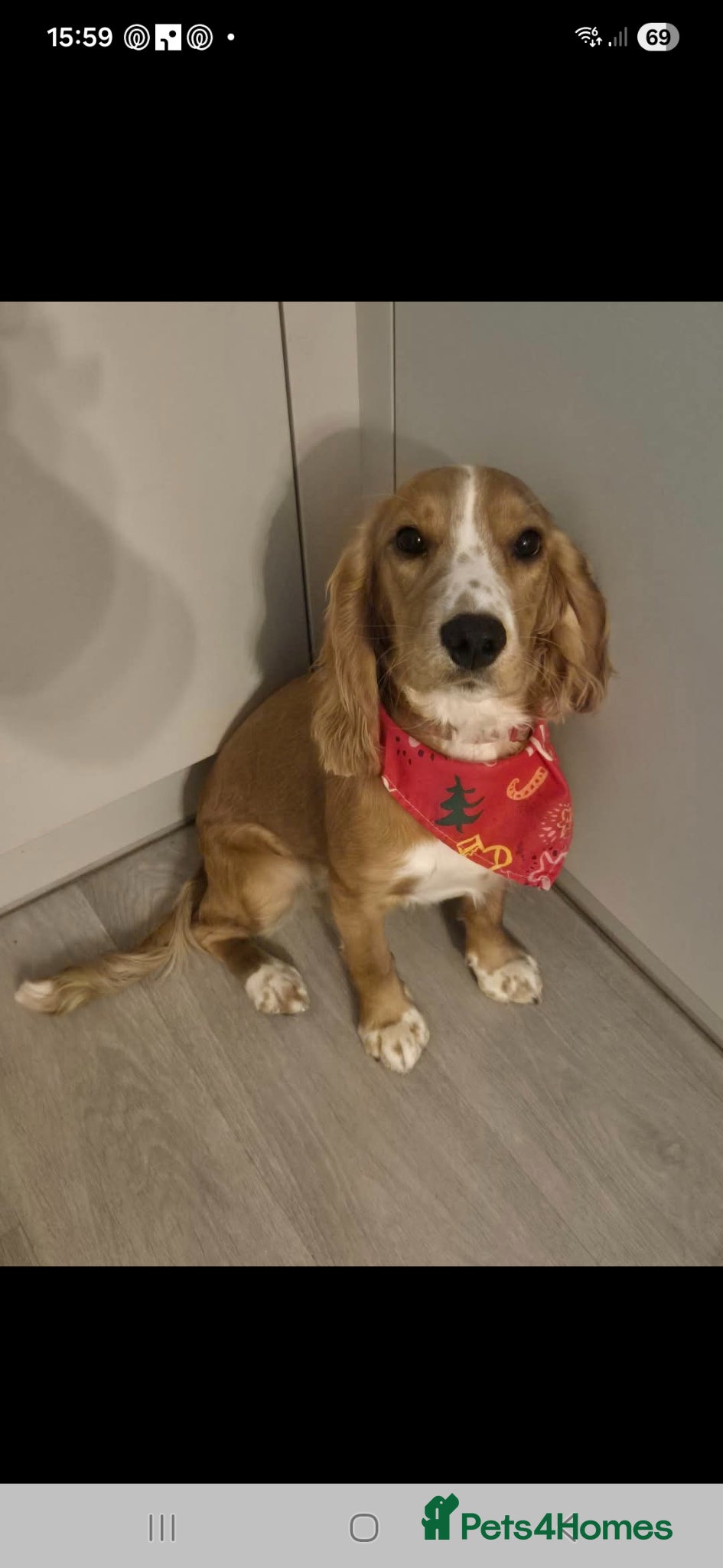 Cockapoo dogs Pregnancy confirmed! Beautiful F1 cockerpoos - Advert 14