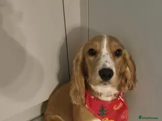 Cockapoo dogs Pregnancy confirmed! Beautiful F1 cockerpoos - Advert 1