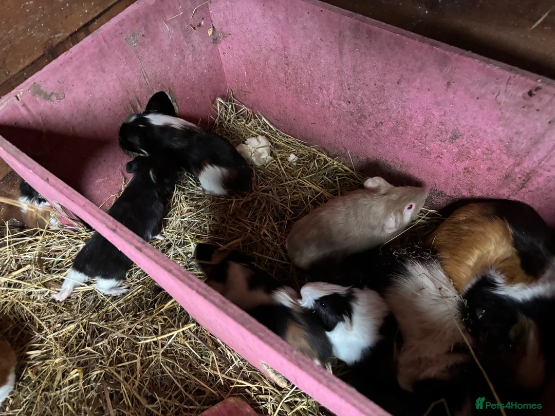 Guinea Pig rodents for sale: Baby Guinea Pigs for sale  - Advert 11