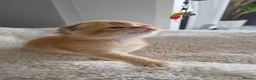 Scottish Fold cats for sale: Purebred kitten, best in UK - Advert 14