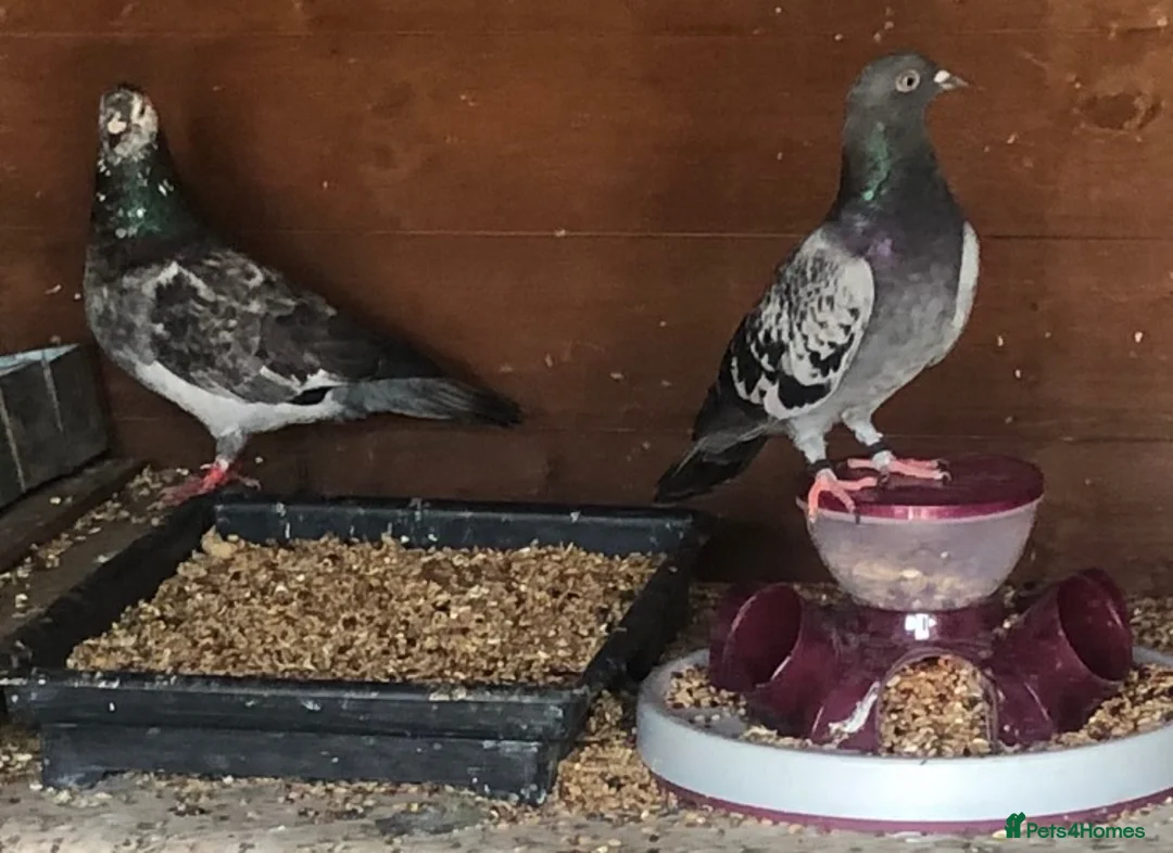 Pigeons birds for sale: RACING PIGEONS - Advert 8